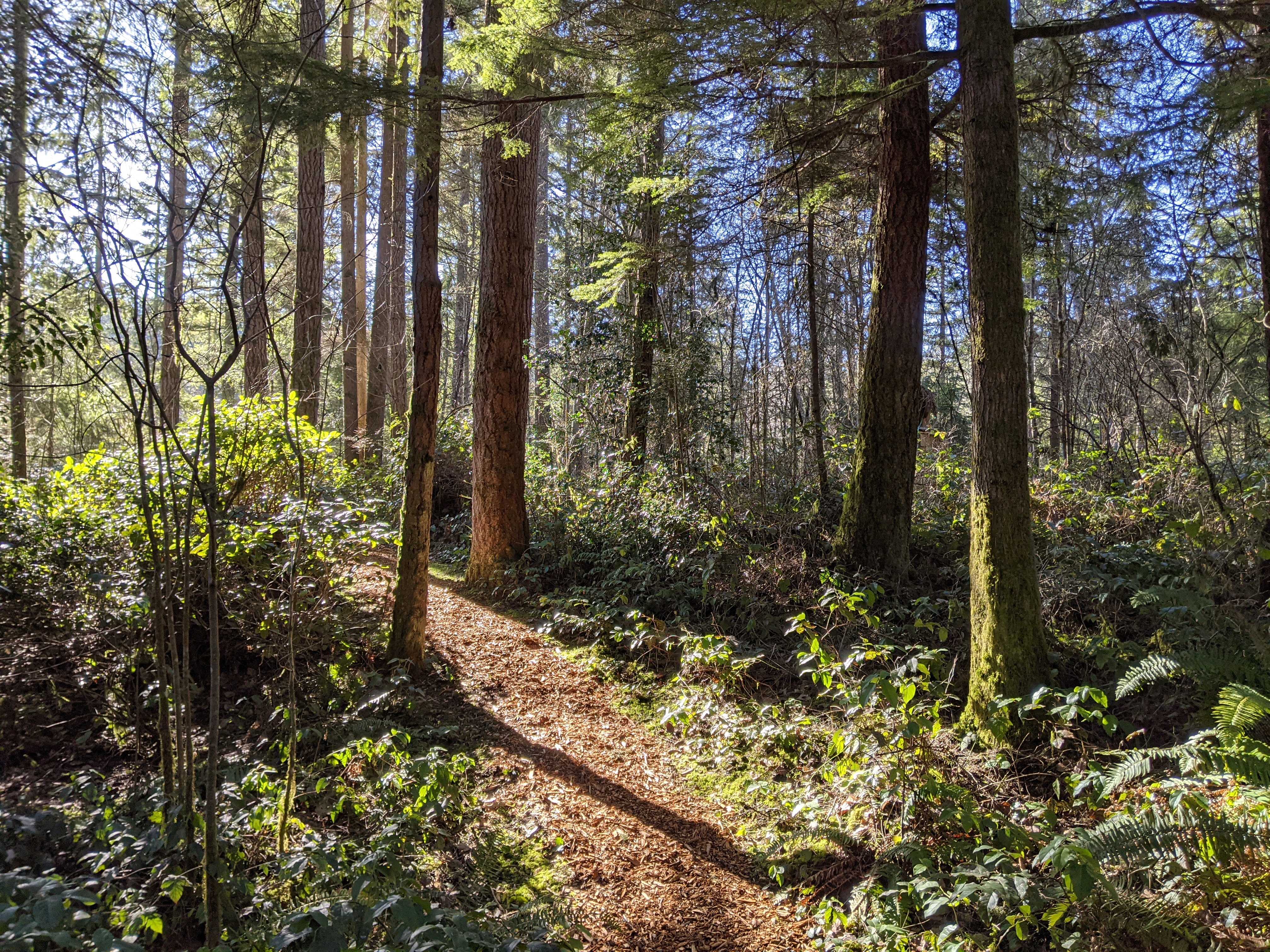 Kelsey's home forest